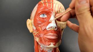 MUSCULAR SYSTEM ANATOMYMuscles of facial expression model description [upl. by Lisab559]