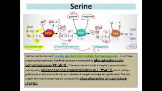 Synthesis of Nonessential Amino Acids Part 1 [upl. by Logan]