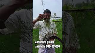 casuarina plants available casuarina tree9894085050 [upl. by Namzzaj]