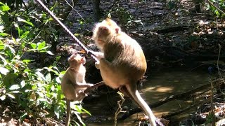 Wow They rest near the waterfront after eating and look so cute  Mountain Monkey Official [upl. by Dennison]