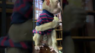 Playful Baby Monkeys Irresistible Cuteness [upl. by Ennairam147]