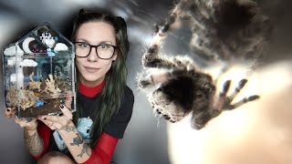 Will these JUMPING SPIDERS APPROVE Testing out my BRAND NEW DrEaMy Enclosures [upl. by Lotsyrc]