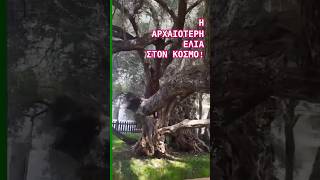 ΑΠΟΚΛΕΙΣΤΙΚΑ ΠΛΑΝΑ Η ΑΡΧΑΙΟΤΕΡΗ ΕΛΙΑ ΠΑΓΚΟΣΜΙΩΣ [upl. by Elrak]