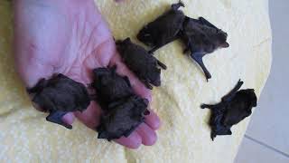 Handfuls Of Wriggly Baby Microbats [upl. by Ivz]