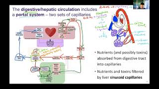 Ch23 Blood Vessels Circulatory Pathways slides 1012  DigestiveHepatic Circulation [upl. by Oilerua]