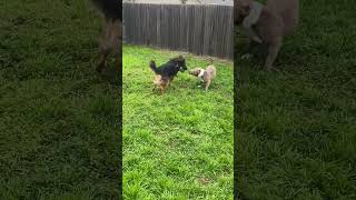 Friendly tug of war americanbully puppy explore reels dog friends fyp shorts play texas [upl. by Shirlene]