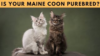 How to Tell If Your Maine Coon is a True Purebred [upl. by Jovia]