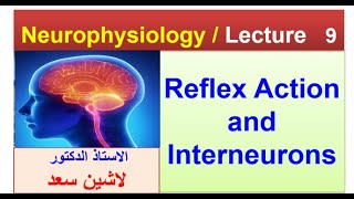 Reflex action and interneuronslASHIN دلاشين [upl. by Inilam]