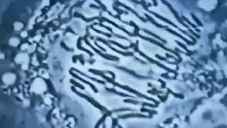 Meiosis under a microscope [upl. by Haldas44]