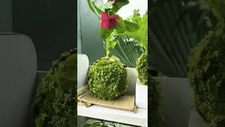 kokedama Making🍀🍀nss kokedama school [upl. by Ecila663]