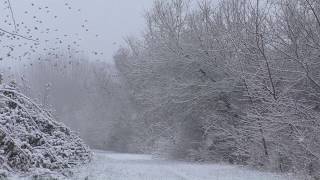 Schnee in Bodenheim  Landschaft im Winter [upl. by Nehcterg760]