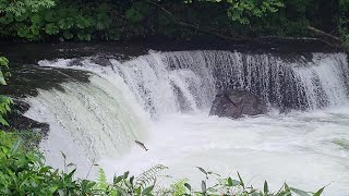 【Hokkaido Japan】Sakura Falls Sightseeing in Eastern Hokkaido hokkaido sightseeing waterfall [upl. by Barlow]