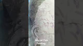 Murrel Fish Feeding Day 2 beats music fish murrelfish [upl. by Susi]