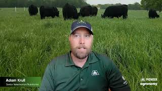 Feed for Thought How to Successfully Wean Beef Calves [upl. by Ramonda]