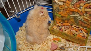 HAMSTER SHEKEL CELEBRATES 1 YEAR OLD [upl. by Pisano266]