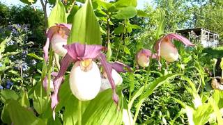 Ladyslipper Cypripedium Philipp kentuckiense x macranthos [upl. by Asselam730]