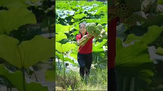 Lotus Seed Harvest satisfying shorts [upl. by Esil57]