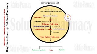 Sulfonamide amp Trimethoprim Mechanism of Action  Sulfonamide MOA  Trimethoprim Mechanism of action [upl. by Jena]