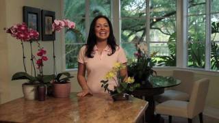 How to Choose and Care for Orchids  Costa Farms [upl. by Florance944]