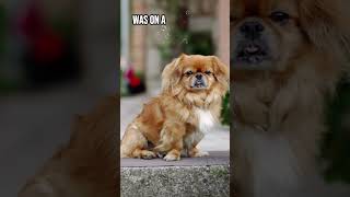 The SECRET Sacred Status of Pekingese Dogs in Chinese Historydog facts shorts [upl. by Melody146]