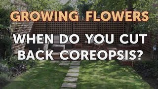 When Do You Cut Back Coreopsis [upl. by Notsahc]