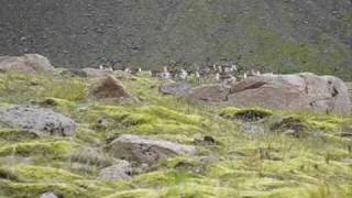 Hunting deer in the mountain of Iceland [upl. by Paine]