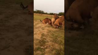 Camel life vilog village fouryoupage viralvideo🐫❤ [upl. by Nnaycart]