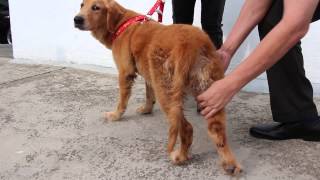 A Golden Retriever has Lyme Disease  Jan 20 2014 9 am [upl. by Hamish]