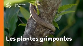 Introduction aux plantes grimpantes [upl. by Strain]