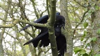 Short video crow mating  Accouplement de corneille [upl. by Jamesy]