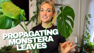 How to Propagate a Monstera  The RIGHT Way to Cut Your Monstera Leaves and Grow Roots in Water [upl. by Nitsu933]