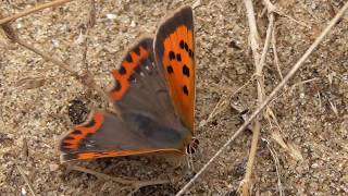 Small Copper Butterfly [upl. by Oirasan]