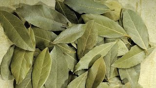 17 Best Benefits Of Bay Leaf Tej Patta For Skin Hair And Health [upl. by Spalding]