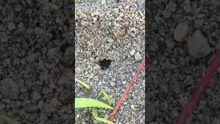 Garden ants creating an ant mound [upl. by Hael]