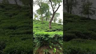 Malnicherra Tea Estate sylhet [upl. by Sordnaxela692]