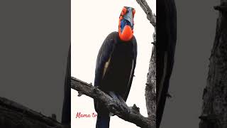 Southern ground hornbill call birdsbirdsoundsbirdslovermamatv [upl. by Elva77]