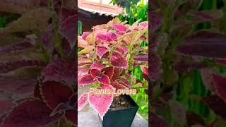 Growing Coleus In Pots  HOW TO CREATE A SHADE GARDEN WITH COLEUS  COLEUS GROWING CARE amp VARIETIEs [upl. by Sisco]