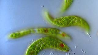 Euglena [upl. by Annibo]