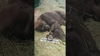 Gorillas act just like humans do ❤️ [upl. by Rocco187]