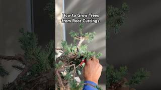 How to Grow Trees from Root Cuttings gardening plants trees bonsai bonsaitree shorts tips [upl. by Assed]