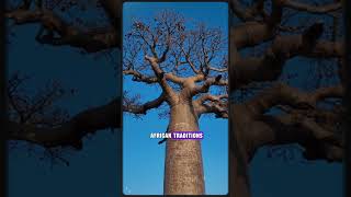 The Baobab Trees Ageless Wonders facts [upl. by Tnirb521]