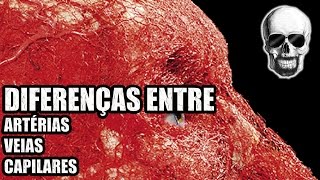 Vídeo Aula 135  Sistema Circulatório Diferenças entre as Artérias as Veias e os Capilares [upl. by Eelynnhoj32]