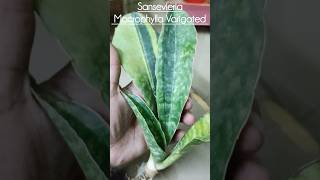 Sansevieria Macrophylla Varigated garden plants decor healthy viralshort trendingshorts yt [upl. by Ahsem]