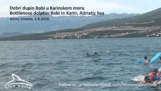 Solitary bottlenose dolphin Bobi Adriatic Sea  Samotni dobri dupin Bobi Karinsko more [upl. by Eibur]