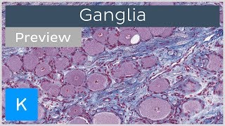 Ganglia of the Nervous System preview  Histology  Kenhub [upl. by Ema544]