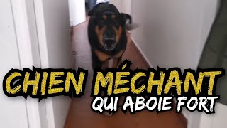 Chien Qui Aboie Très FORT Méchant [upl. by Aneetsirk]