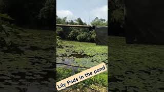 Lily Pads in the pondVery rare view httpswwwyoutubecomchannelUCdUZ9zKeBkP8oH7ioqpKCeg [upl. by Etnuad114]