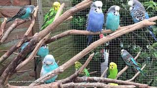 Parkieten geluiden – Parakeet sounds – Lovebird sounds – Budgie sounds –Budgerigar sounds [upl. by Farl]