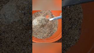 Organic home made fertilizer for flower plants terrace garden Sresta gardenmore blooms [upl. by Siclari277]