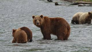 Kamchatka Bears [upl. by Minny]